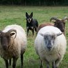 FCI Herding TS event - Groessen 2026