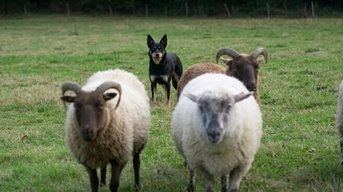 FCI Herding TS event - Groessen 2026
