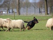 Workshop schapenhoeden