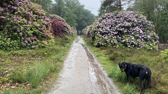Wandelen op de Sprengenberg