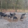 Wandel je mee