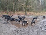 Wandeling in Appelscha