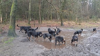 Wandeling in Appelscha