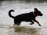 Beauceronwandeling De Groene Weelde