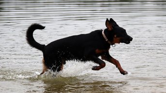 Beauceronwandeling De Groene Weelde